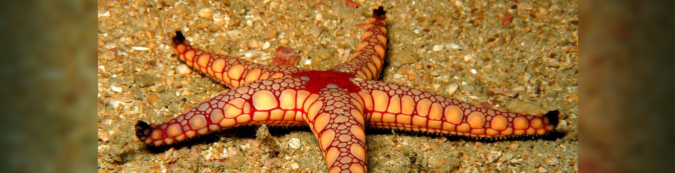 Underwater Creature: Photograph by India Scuba Explorers in Andaman - Best Place for Scuba Diving