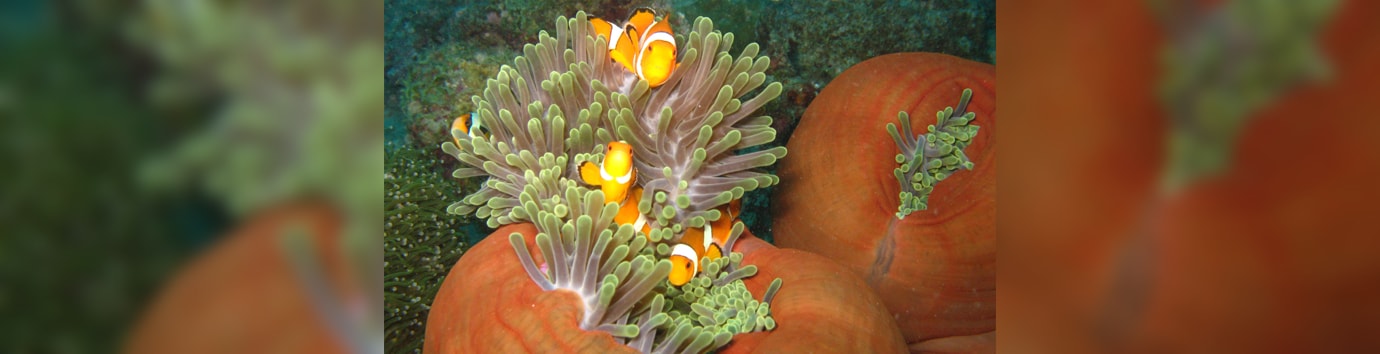 Aquatic life photography by India Scuba Explorers | Avail affordable accommodation in Neil Island