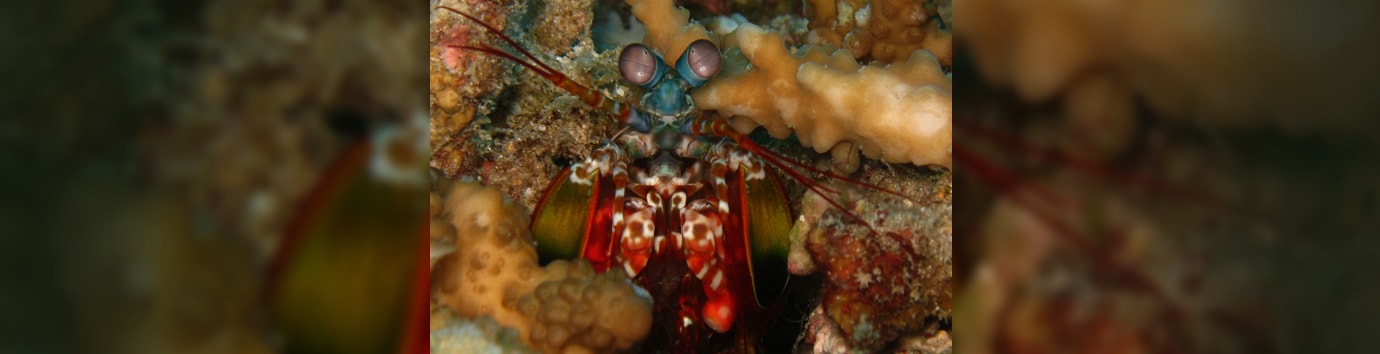 Underwater Creature photography by ISE | Get scuba gears on rent or purchase with ISE