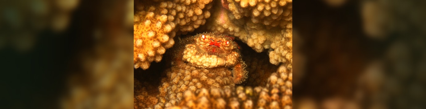 Deep sea creatures, macro photography by ISE | Scuba Diving in Andaman