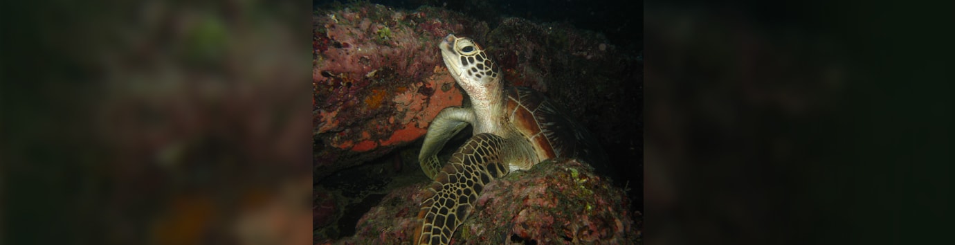 Hawksbill sea turtle | Scuba Diving in Andaman and Nicobar