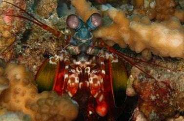 Marine Life Photography by India Scuba Explorers | Scuba Gears and Equipments (Mobile Banner)
