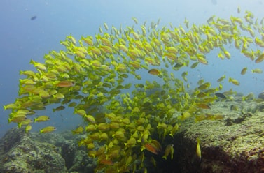 Marine Creature: Photograph by India Scuba Explorers in Neil Island - Best Place for Scuba Diving