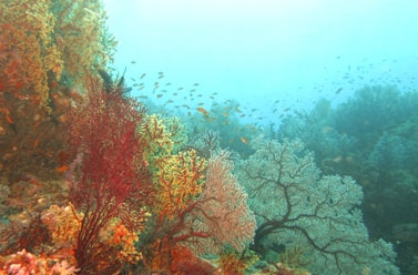 Aquatic Life: Photograph by India Scuba Explorers - Best Place for Scuba Diving in Andaman