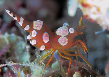 Aquatic life photography by ISE: Photo Gallery by Inidia Scuba Explorers