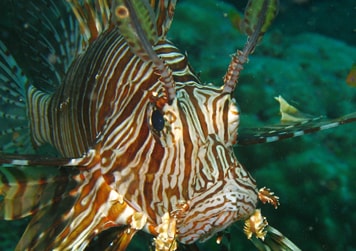 Marine life photography by ISE: Photo Gallery by Inidia Scuba Explorers