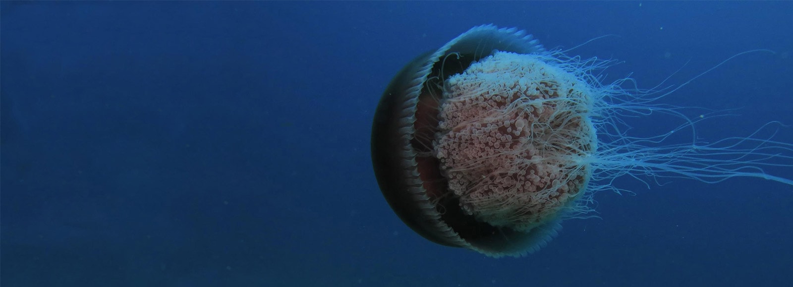 Underwater Creature: Photograph by India Scuba Explorers in Andaman - Best Place for Scuba Diving