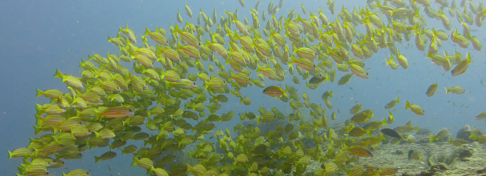 Marine Creature: Photograph by India Scuba Explorers in Neil Island - Best Place for Scuba Diving