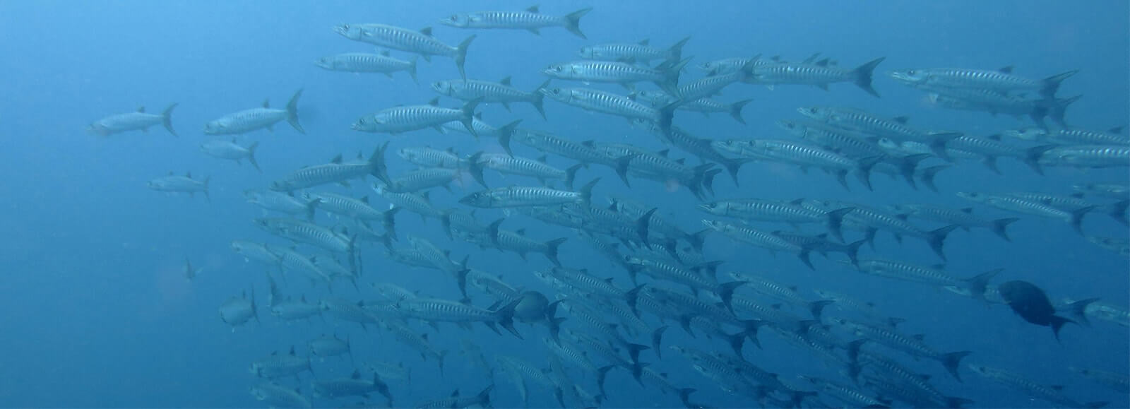 Underwater Creature: Photograph by India Scuba Explorers - Best Place for Scuba Diving in Neil Island